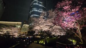 仲間有咲の写メ日記｜ローテンブルク 吉原高級店ソープ