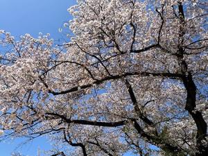 石川あさ美の写メ日記｜ローテンブルク 吉原高級店ソープ