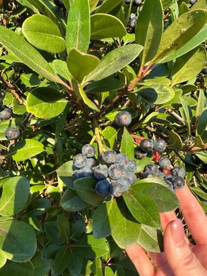 夏野朝妃の写メ日記｜ローテンブルク 吉原高級店ソープ