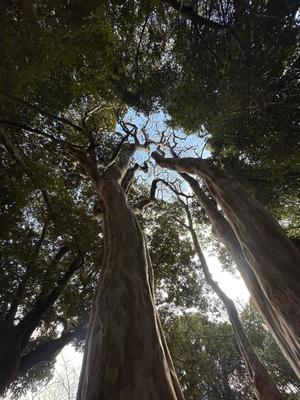 夏野朝妃の写メ日記｜ローテンブルク 吉原高級店ソープ