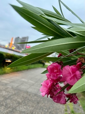 早乙女りえの写メ日記｜ローテンブルク 吉原高級店ソープ