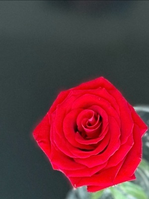 早乙女りえの写メ日記｜ローテンブルク 吉原高級店ソープ