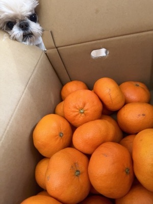 早乙女りえの写メ日記｜ローテンブルク 吉原高級店ソープ