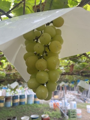 吉沢はるかの写メ日記｜ローテンブルク 吉原高級店ソープ