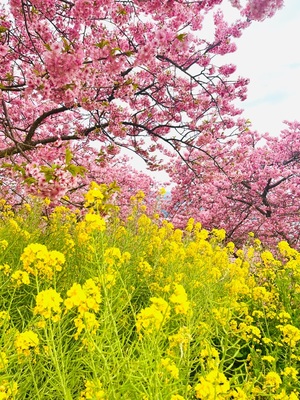 吉沢はるかの写メ日記｜ローテンブルク 吉原高級店ソープ
