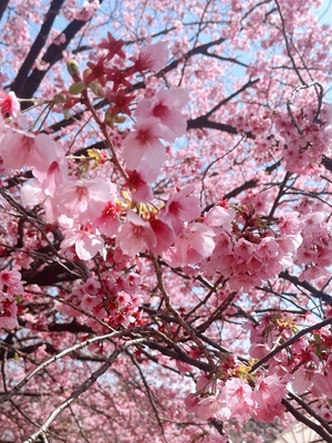 吉沢はるかの写メ日記｜ローテンブルク 吉原高級店ソープ