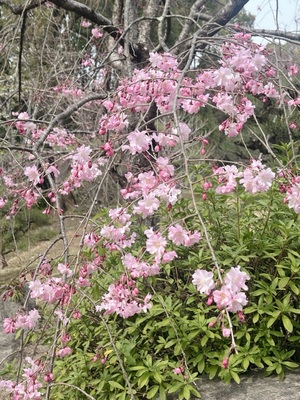 吉沢はるかの写メ日記｜ローテンブルク 吉原高級店ソープ