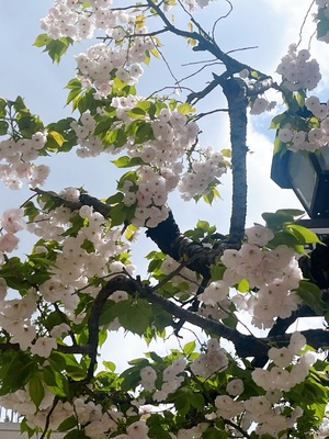 吉沢はるかの写メ日記｜ローテンブルク 吉原高級店ソープ