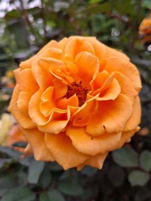 胡蝶 蘭の写メ日記|ローテンブルク 吉原高級店ソープ