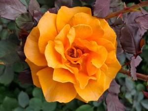 胡蝶 蘭の写メ日記｜ローテンブルク 吉原高級店ソープ