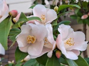 胡蝶 蘭の写メ日記｜ローテンブルク 吉原高級店ソープ