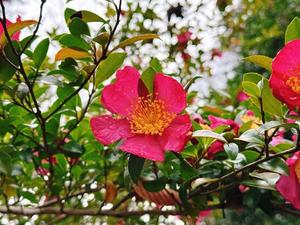 森川すみれの写メ日記｜ローテンブルク 吉原高級店ソープ