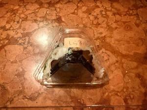 森川すみれの写メ日記｜ローテンブルク 吉原高級店ソープ