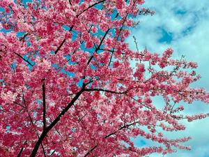 森川すみれの写メ日記｜ローテンブルク 吉原高級店ソープ