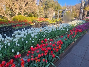 鳴沢ひろこの写メ日記｜ローテンブルク 吉原高級店ソープ