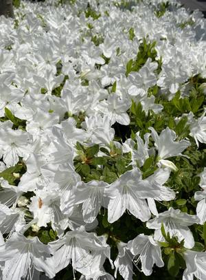 一之瀬 茜の写メ日記｜ローテンブルク 吉原高級店ソープ