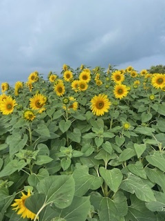 さゆりの写メ日記｜ローテンブルク 吉原高級店ソープ