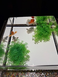 さゆりの写メ日記｜ローテンブルク 吉原高級店ソープ