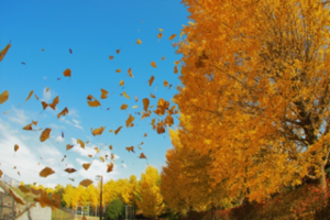 さゆりの写メ日記｜ローテンブルク 吉原高級店ソープ