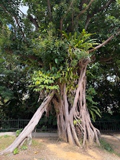 さゆりの写メ日記｜ローテンブルク 吉原高級店ソープ