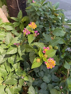 さゆりの写メ日記｜ローテンブルク 吉原高級店ソープ