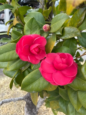 紀香の写メ日記｜ローテンブルク 吉原高級店ソープ