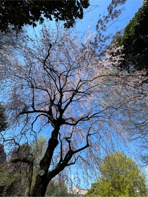 紀香の写メ日記｜ローテンブルク 吉原高級店ソープ