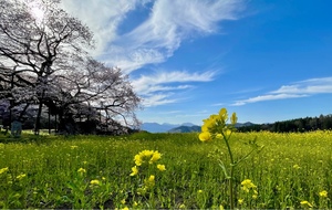 紀香の写メ日記｜ローテンブルク 吉原高級店ソープ