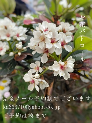 湊 かすみの写メ日記｜ローテンブルク 吉原高級店ソープ