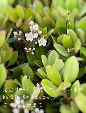 湊 かすみの写メ日記｜ローテンブルク 吉原高級店ソープ
