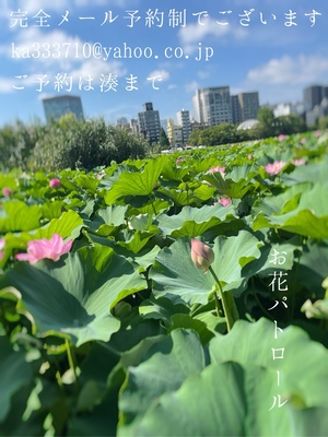 湊 かすみの写メ日記｜ローテンブルク 吉原高級店ソープ