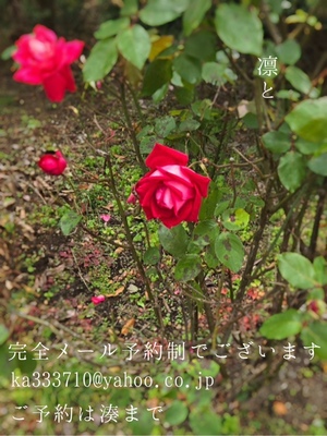 湊 かすみの写メ日記｜ローテンブルク 吉原高級店ソープ