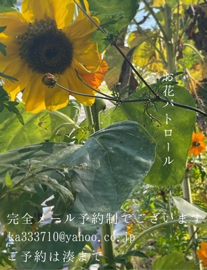 湊 かすみの写メ日記｜ローテンブルク 吉原高級店ソープ