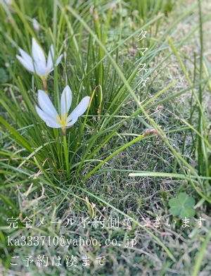 湊 かすみの写メ日記｜ローテンブルク 吉原高級店ソープ