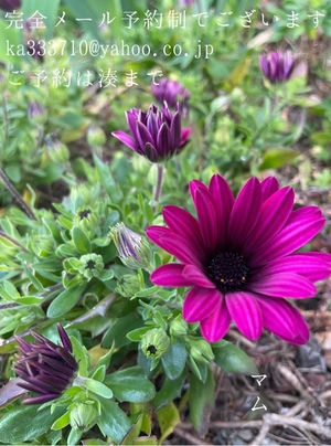 湊 かすみの写メ日記｜ローテンブルク 吉原高級店ソープ