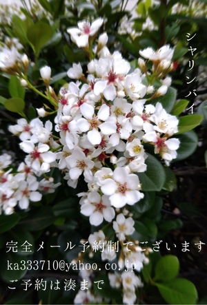 湊 かすみの写メ日記｜ローテンブルク 吉原高級店ソープ
