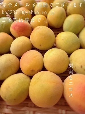 湊 かすみの写メ日記｜ローテンブルク 吉原高級店ソープ