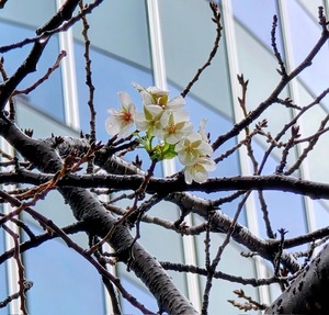 里中あいりの写メ日記｜ローテンブルク 吉原高級店ソープ