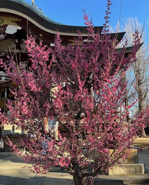 里中あいりの写メ日記｜ローテンブルク 吉原高級店ソープ