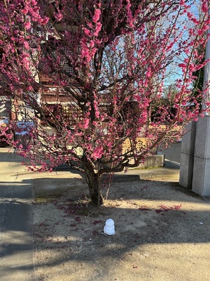 里中あいりの写メ日記｜ローテンブルク 吉原高級店ソープ