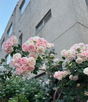 里中あいりの写メ日記｜ローテンブルク 吉原高級店ソープ
