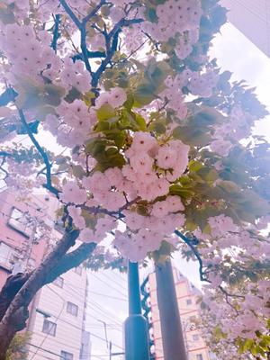 藤崎美奈の写メ日記｜ローテンブルク 吉原高級店ソープ