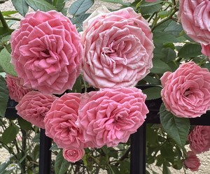 白瀬奈美の写メ日記｜ローテンブルク 吉原高級店ソープ