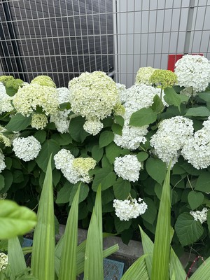 白瀬奈美の写メ日記｜ローテンブルク 吉原高級店ソープ