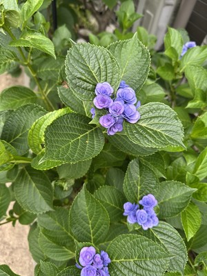 白瀬奈美の写メ日記｜ローテンブルク 吉原高級店ソープ