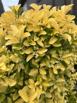 白瀬奈美の写メ日記｜ローテンブルク 吉原高級店ソープ