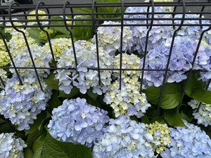 白瀬奈美の写メ日記｜ローテンブルク 吉原高級店ソープ