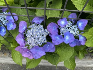 白瀬奈美の写メ日記｜ローテンブルク 吉原高級店ソープ