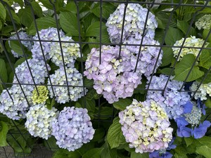 白瀬奈美の写メ日記｜ローテンブルク 吉原高級店ソープ