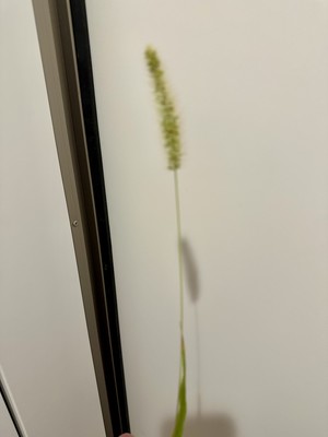 白瀬奈美の写メ日記｜ローテンブルク 吉原高級店ソープ
